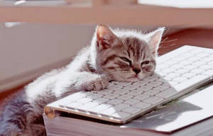 bored-cat-300x192-1